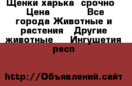 Щенки харька! срочно. › Цена ­ 5 000 - Все города Животные и растения » Другие животные   . Ингушетия респ.